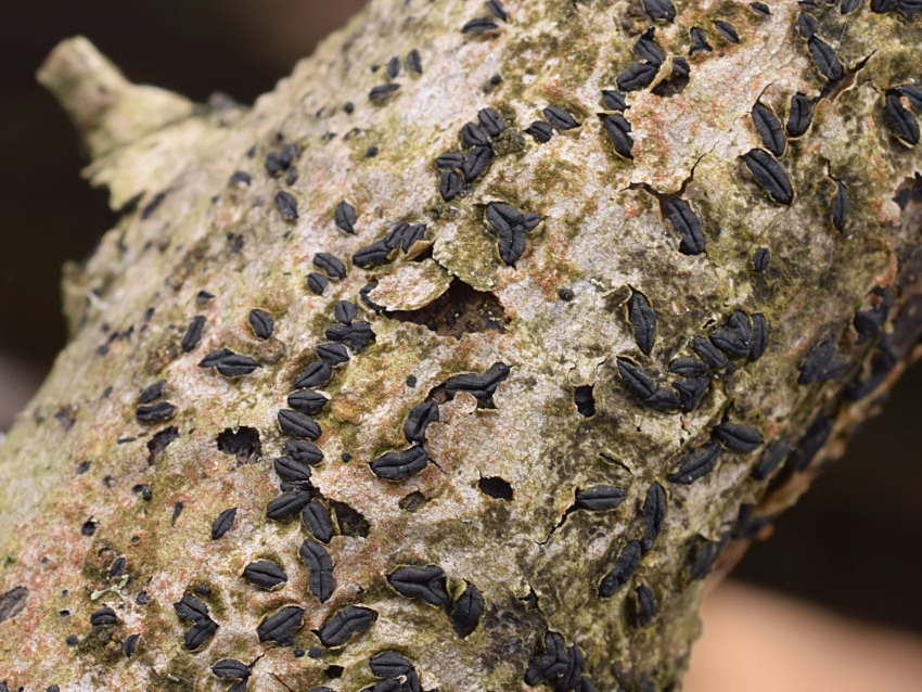 Hysterographium fraxini