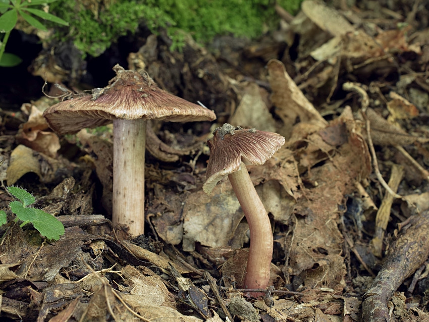 Inocybe adaequata