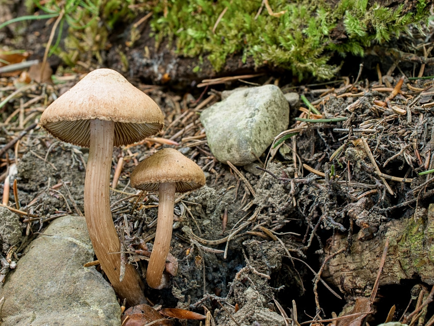 Inocybe cervicolor