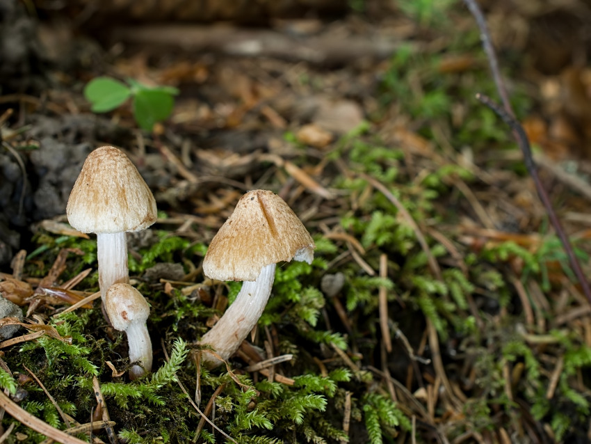 Inocybe cervicolor