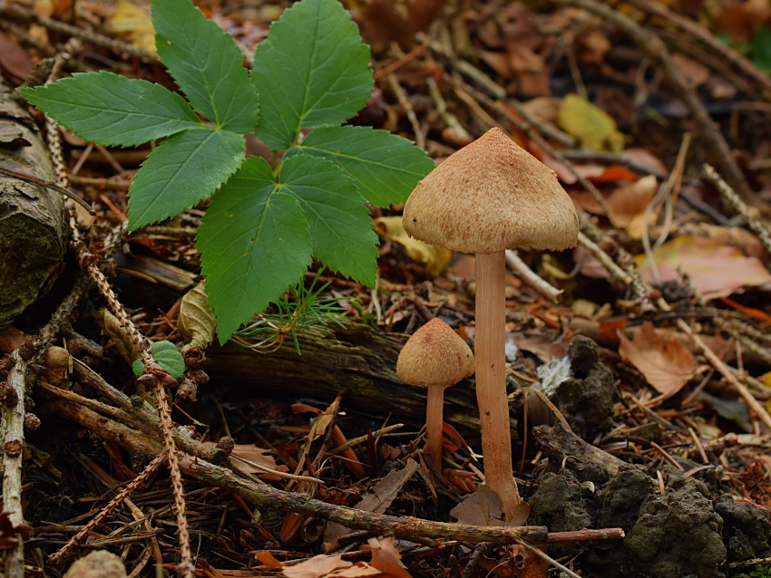 Inocybe cervicolor