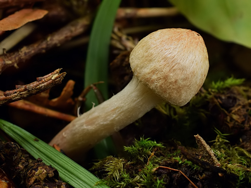 Inocybe cervicolor