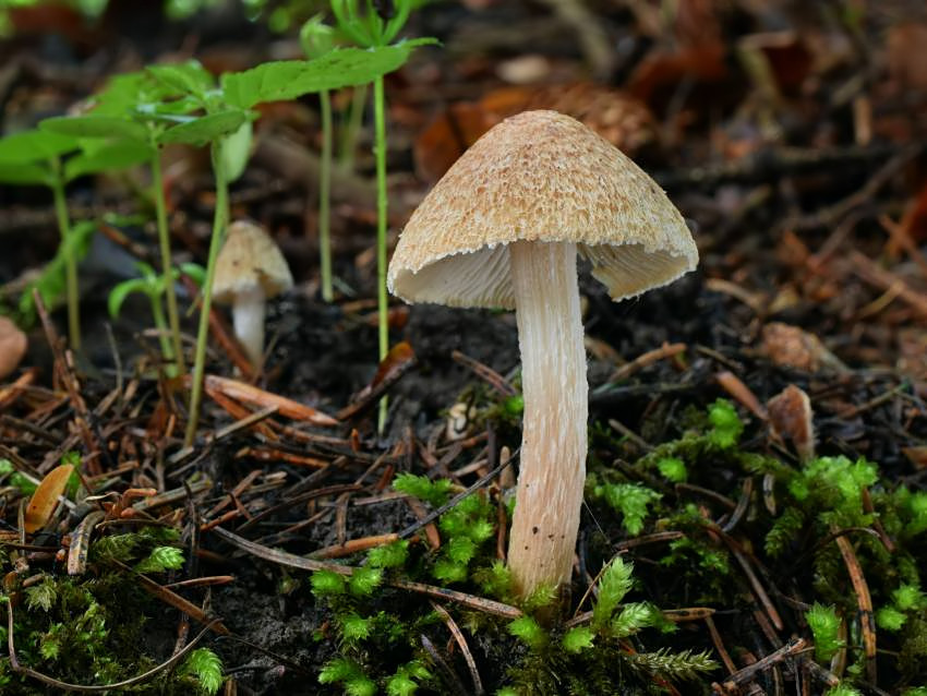 Inocybe cervicolor