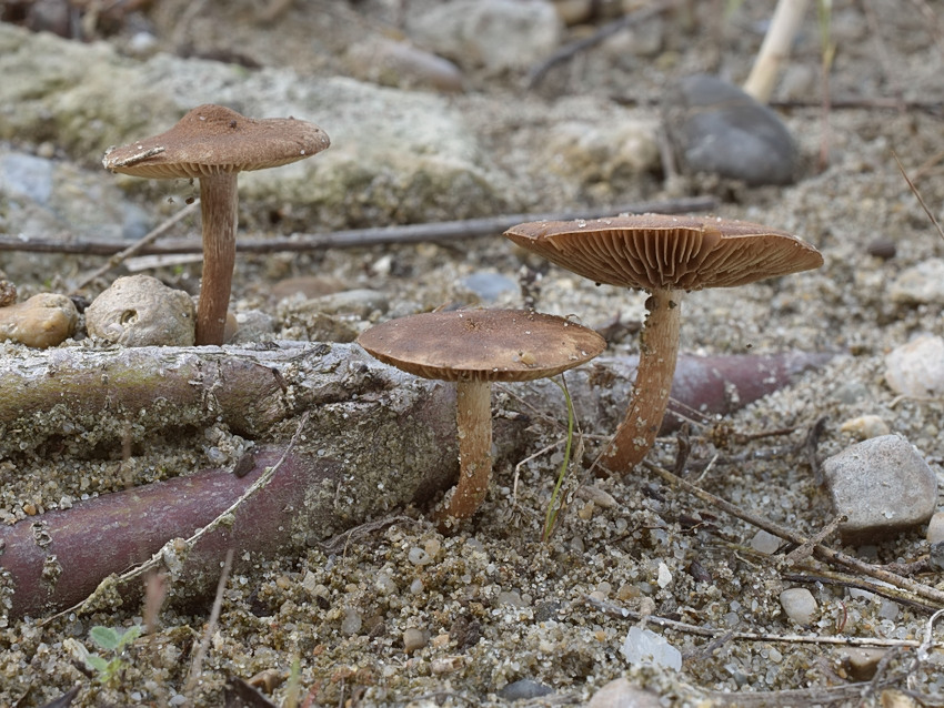 Inocybe dulcamara
