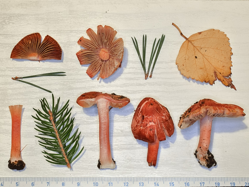 Inocybe godeyi