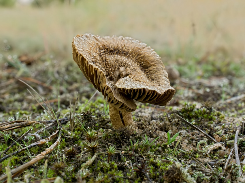 Inocybe lacera