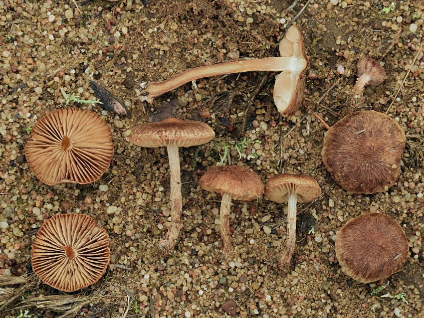 Inocybe lacera