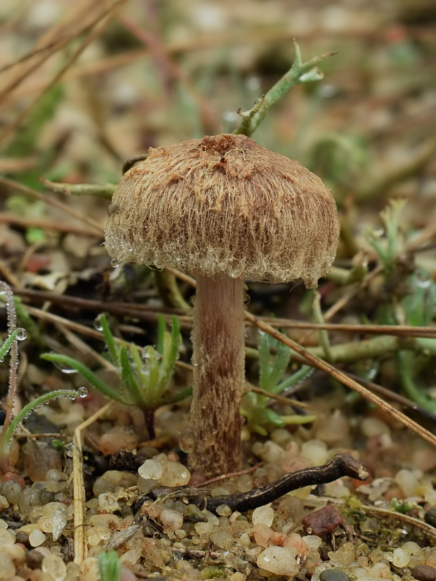 Inocybe lacera