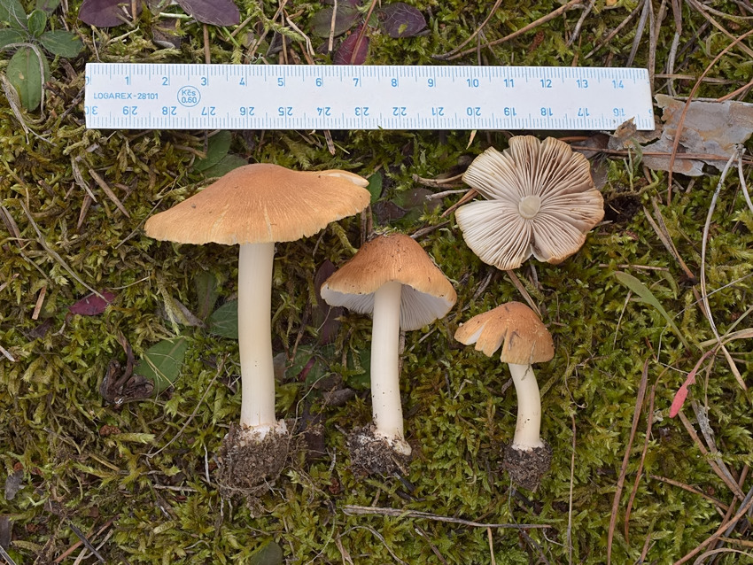 Inocybe mixtilis