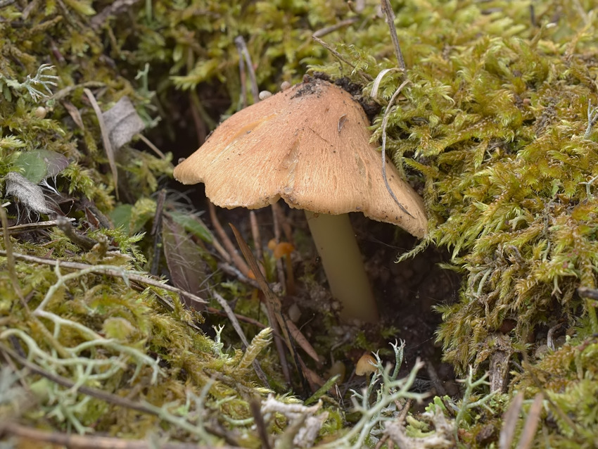 Inocybe mixtilis