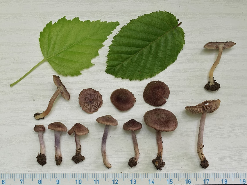 Inocybe pusio