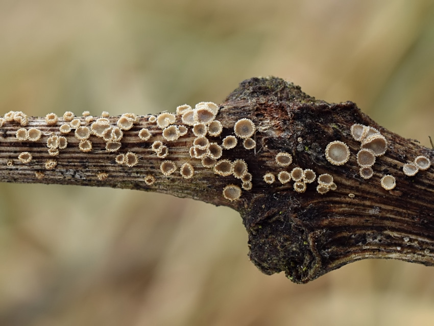 Lachnella alboviolascens