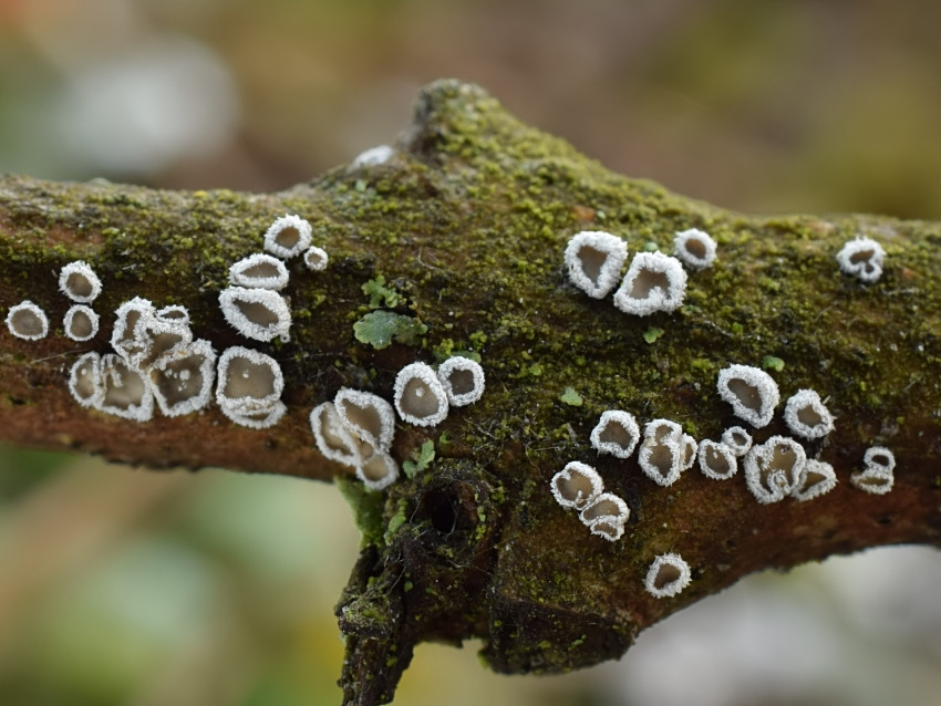 Lachnella alboviolascens