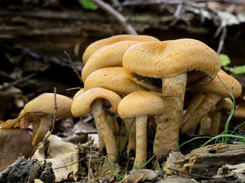 Lacrymaria pyrotricha