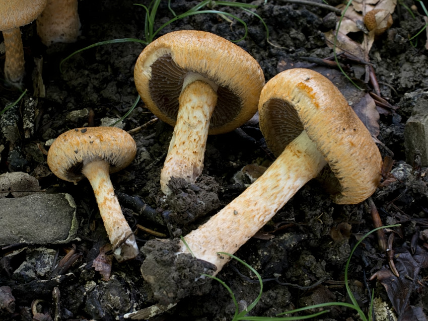 Lacrymaria pyrotricha