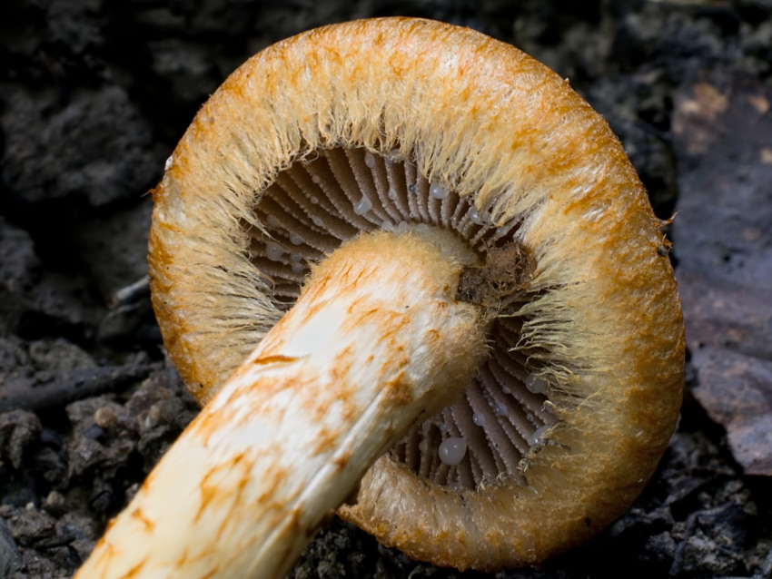 Lacrymaria pyrotricha