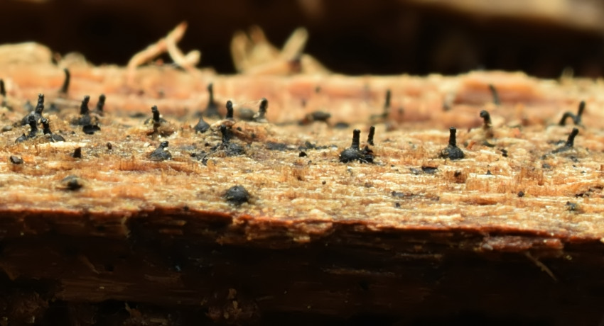 Lentomitella conoidea