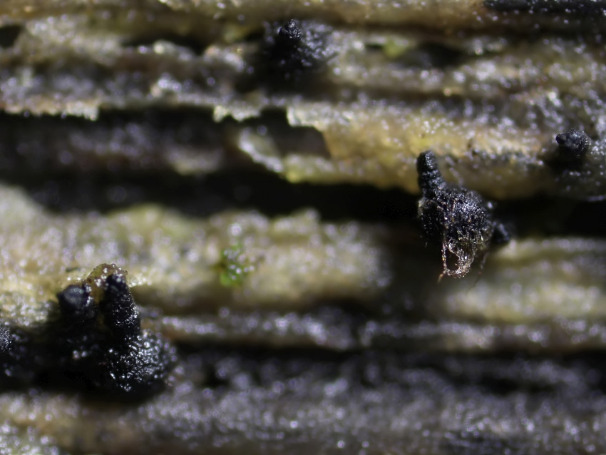 Lentomitella vestita