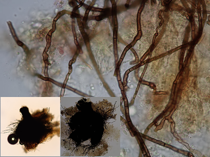 Lentomitella vestita