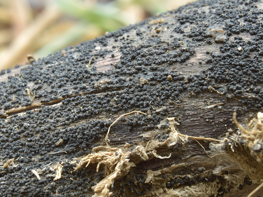 Leptosphaeria maculans