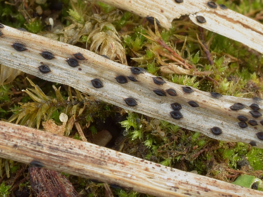 Lophodermium gramineum