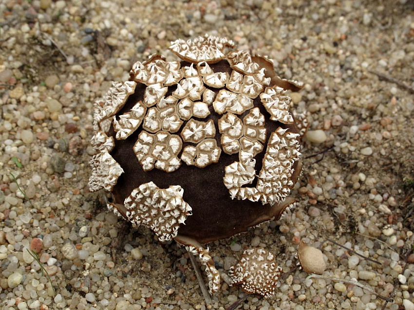 Lycoperdon marginatum