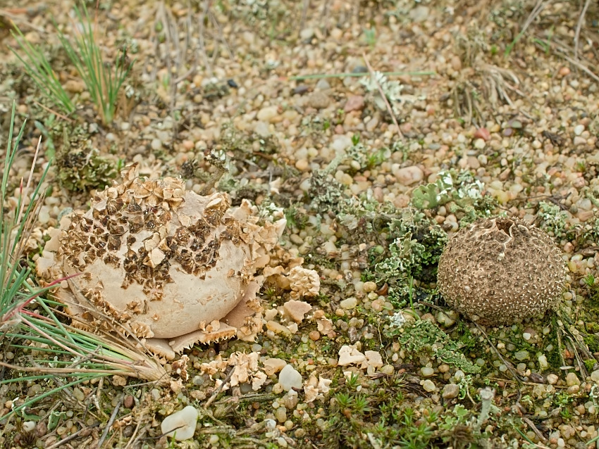 Lycoperdon marginatum
