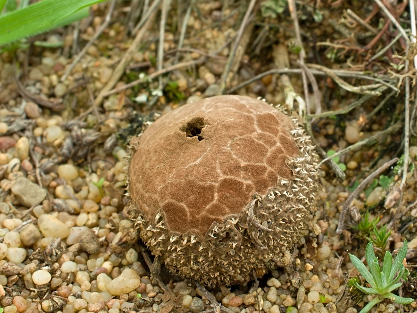 Lycoperdon marginatum