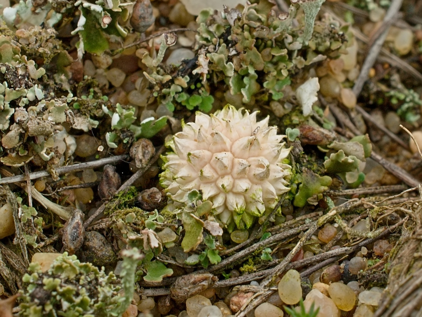 Lycoperdon marginatum