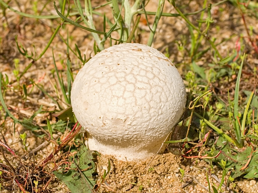 Lycoperdon utriforme