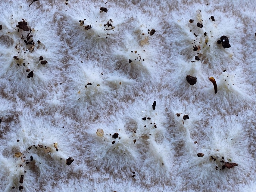 Lycoperdon utriforme