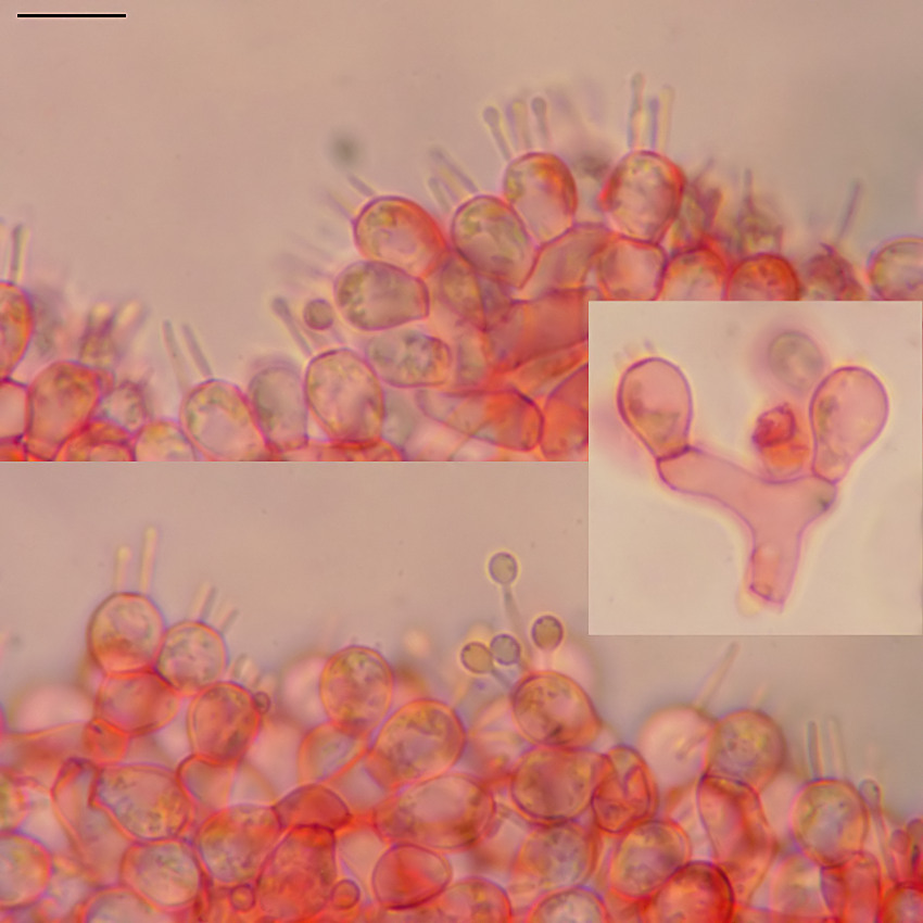 Lycoperdon utriforme