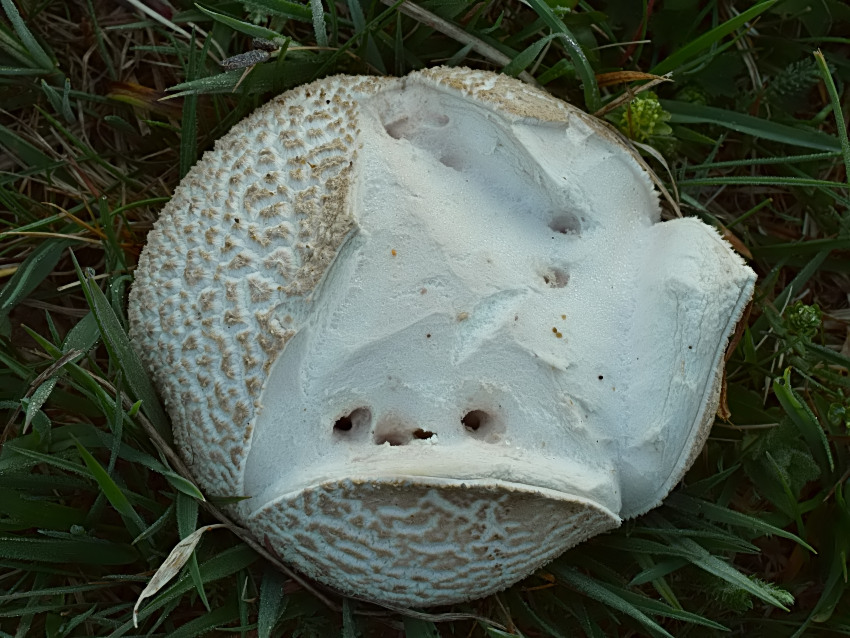 Lycoperdon utriforme