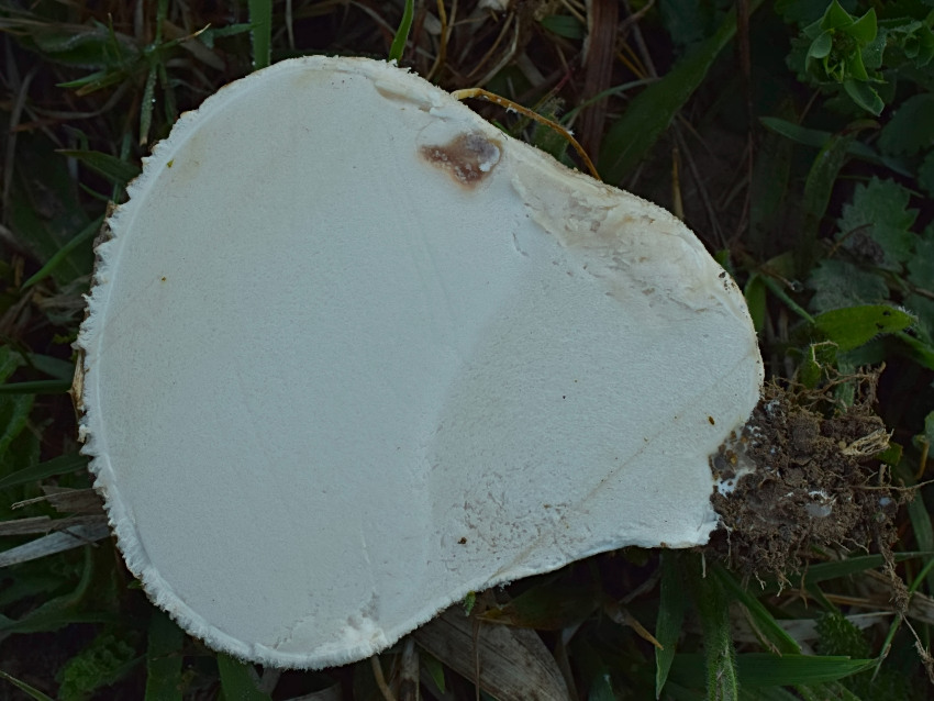 Lycoperdon utriforme