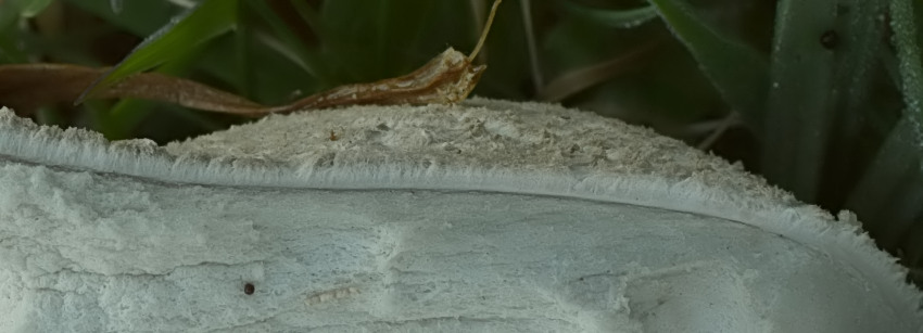 Lycoperdon utriforme