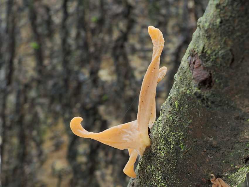 Macrotyphula fistulosa var. contorta