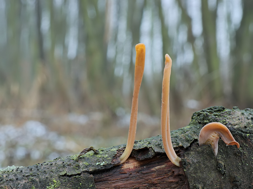 Macrotyphula fistulosa var. contorta