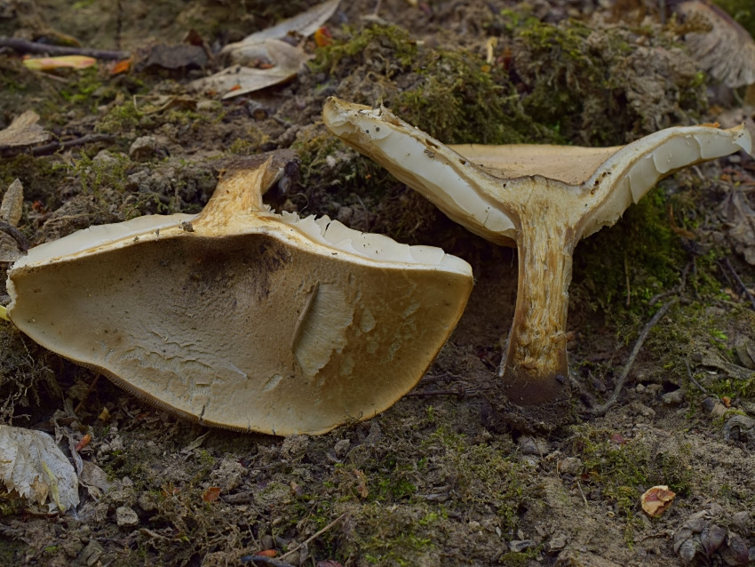Melanoleuca melaleuca