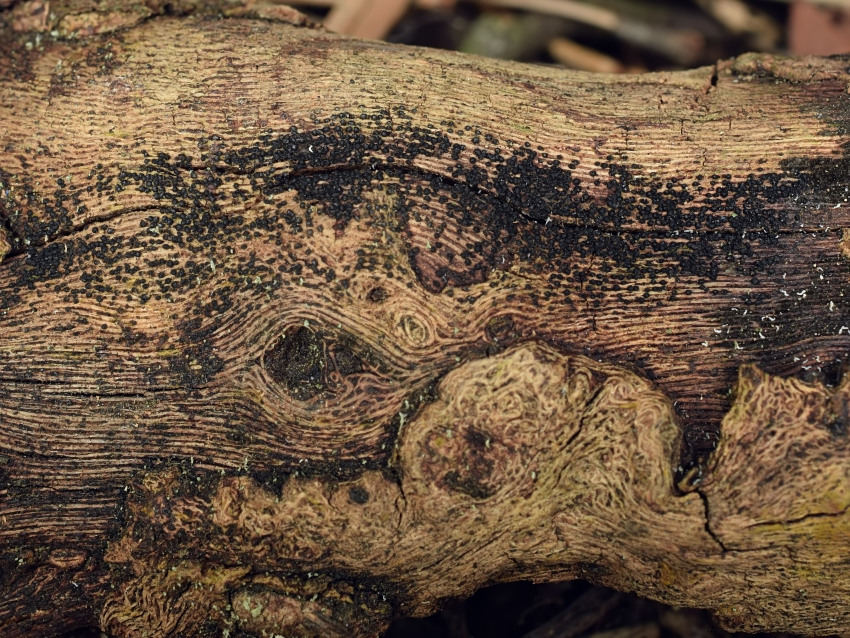 Melanomma pulvis-pyrius