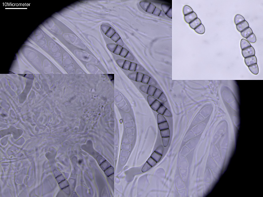Melanomma pulvis-pyrius