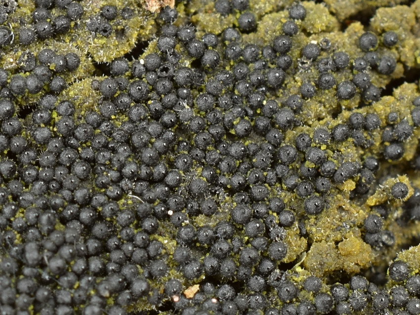 Melanomma pulvis-pyrius