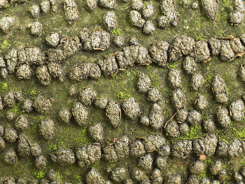 Melogramma campylosporum