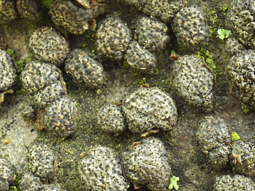 Melogramma campylosporum