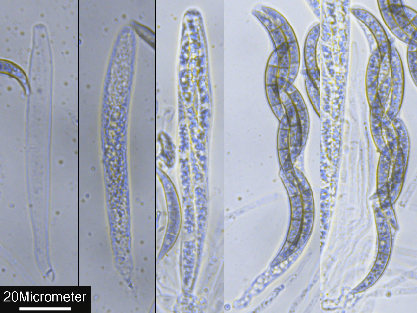 Melogramma campylosporum