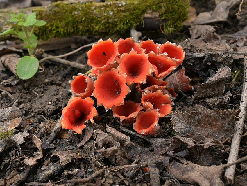 Microstoma protractum