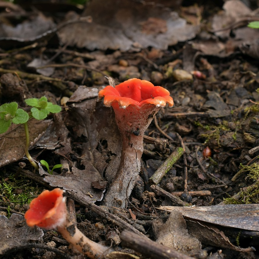 Microstoma protractum