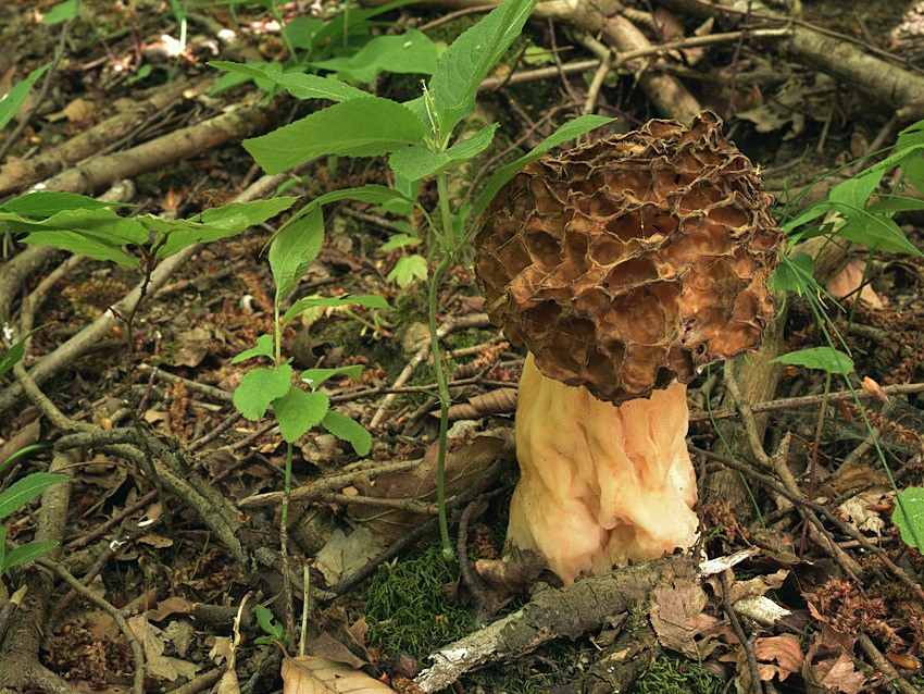 Morchella crassipes