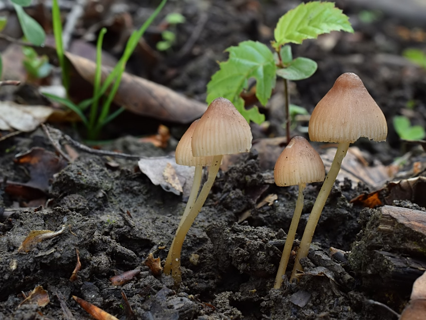 Mycena abramsii