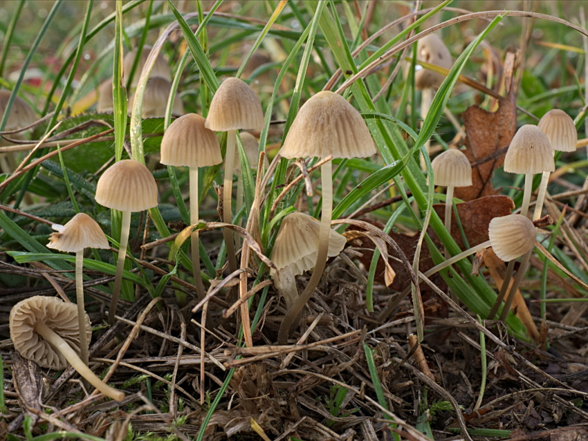 Mycena olivaceomarginata