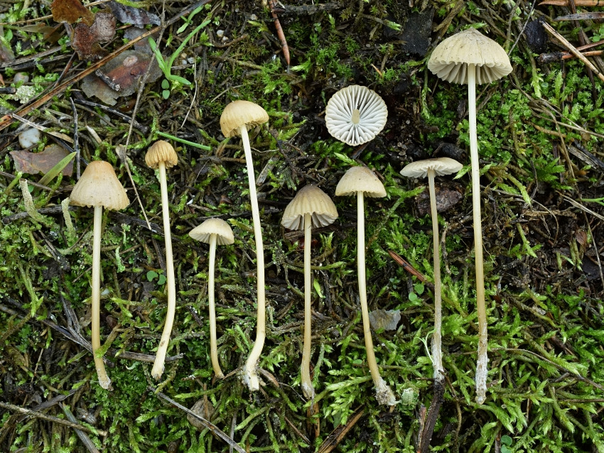 Mycena olivaceomarginata